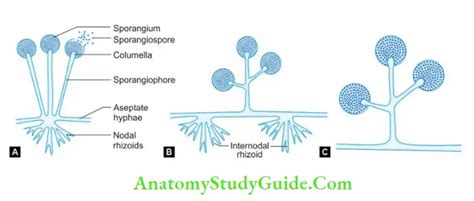 Fungal Infections: Symptoms, Types, And Treatment - Anatomy Study Guide