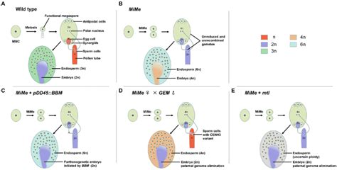 Agamogenesis Asexual Reproduction