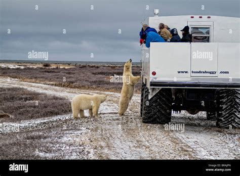 Curious Polar Bear Close Encounter As Bear Looks In To Tundra Buggy To