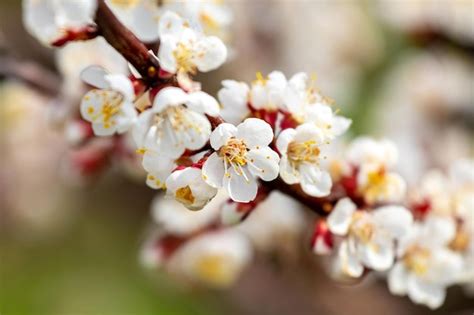 Premium Photo | Cherry plum blossoms cherry plum branch with white flowers