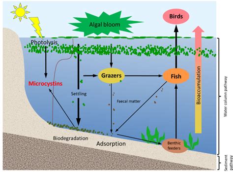 Algal Blooms Diagram