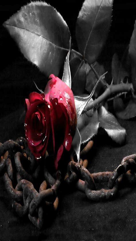 Black And White Rose Iphone Wallpaper Src Black Roses Dark Red Rose