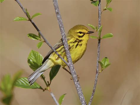 Beautiful Prairie Warbler Closeup Rbirding