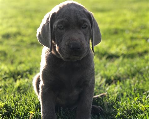Charcoal Labrador Retriever Puppies
