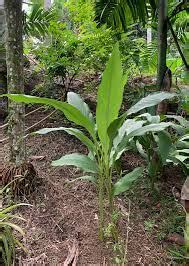 Tanaman Temu Mangga Curcuma Mangga Agrokompleks Kita