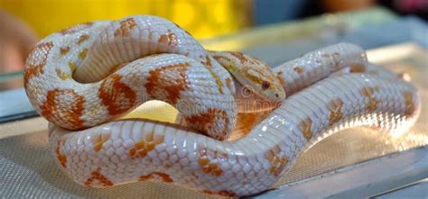 Corn Snake Stock Photo Image Of Color Hypo Indoors