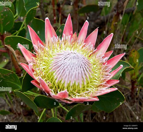 Protea King Hi Res Stock Photography And Images Alamy