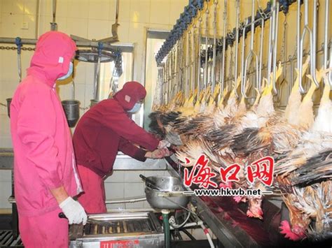 海口市积极应对h7n9流感 市民可放心食用禽类产品 海口网