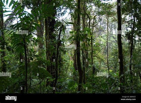 Costa Rica rainforest Stock Photo - Alamy