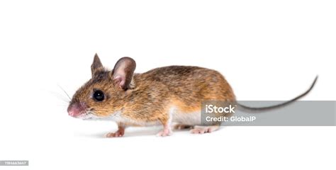 Eurasian Mouse Apodemus Species In Front Of White Background Stock