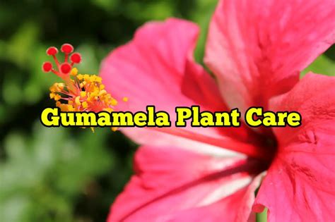 Gumamela Plant Care