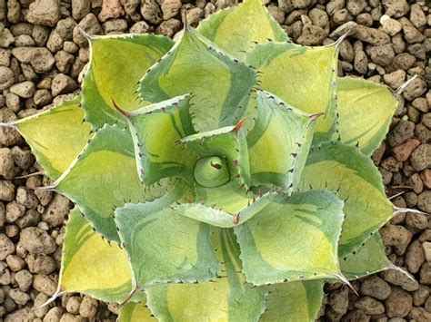 Agave Potatorum Tradewinds Yellow Mediopicta Agaves Succulents Yellow