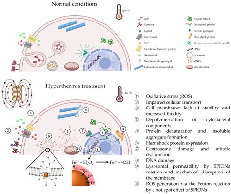 Figure From Understanding Mnps Behaviour In Response To Amf In