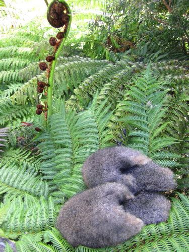 NZ POSSUM FUR SLIPPERS & SCUFFS Made in New Zealand