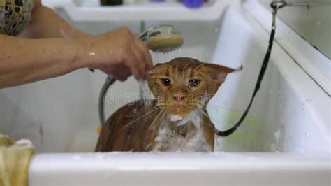 Woman Washing Maine Coon Cat in Grooming Salon. Cat Bathing. Care of the Pets. Stock Video ...