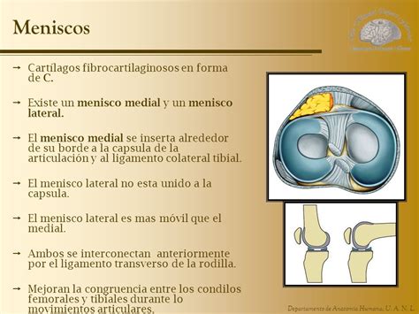 Unidad 6 Extremidad Inferior Ppt Video Online Descargar