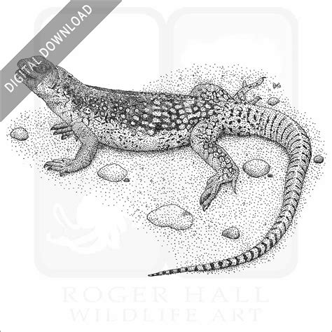 Stock Art Drawing Of A Desert Iguana Inkart