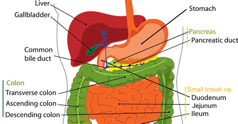 Gambar Sistem Organ Pencernaan Homecare24