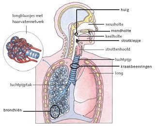 Anatomische En Functionele Indeling Flashcards Quizlet