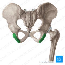 Ischial Tuberosity Anatomy