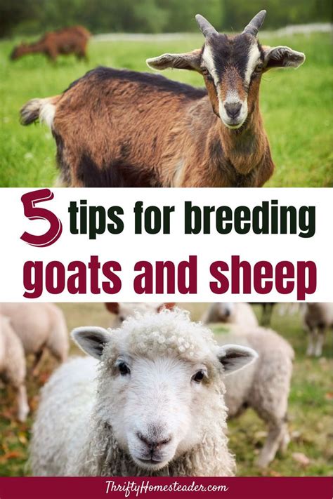 5 Tips For Breeding Goats And Sheep Breeding Goats Goats Raising