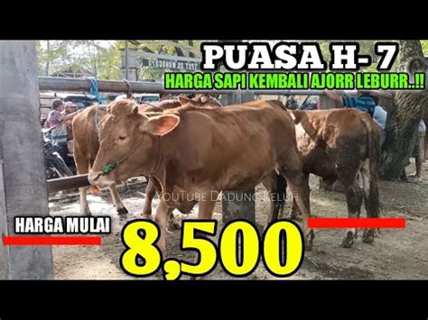 8 500Puasa H 7 Harga Sapi Doro Hamil Pedet Jantan Turun 1 5 Juta