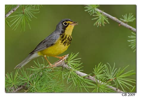 Canada Warbler