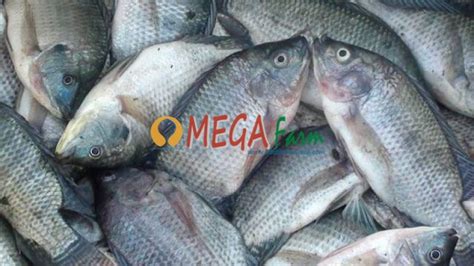 Jual Bibit Ikan Nila Gesit Nirwana Merah Murah Berkualitas