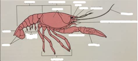 Crayfish dissection Diagram | Quizlet