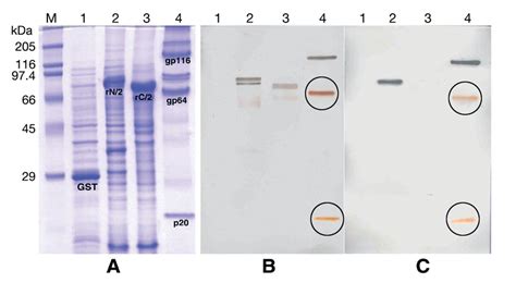 Sds Page And Western Blot Analysis For Antibody Specificity A Lysate