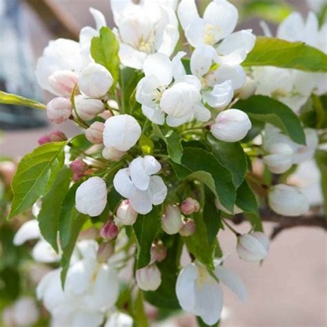 Malus Spring Snow Spring Snow Crabapple Wheaton Garden Works Co