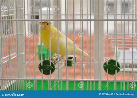 Little Yellow Canary Bird in Cage Standing on Plastic Branches Stock ...