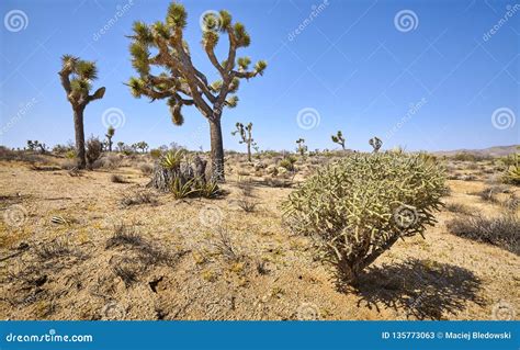 Cactus in the Joshua Tree National Park, USA Stock Image - Image of ...