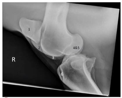 Equine Hindlimb Radiology Flashcards Quizlet