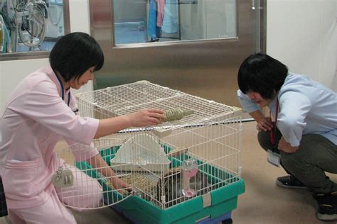 ペピイスプリングスペシャル スタッフブログ 大阪ペピイ動物看護専門学校