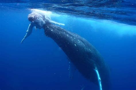 Tonga, Kingdom of Tonga - "The Whale Watching Capital"