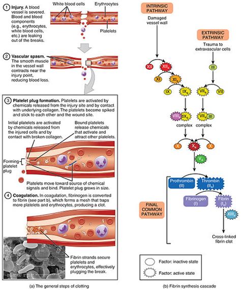 Difference Between Primary and Secondary Hemostasis | Compare the ...