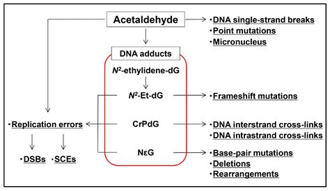 Ijms Free Full Text Molecular Mechanisms Of Acetaldehyde Mediated