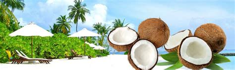 Coconut Comprehensive Processing Insight How To Process Coconut