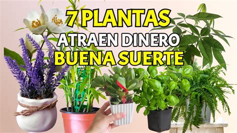 Plantas De Interior Que Atraen El Dinero Y La Buena Suerte La