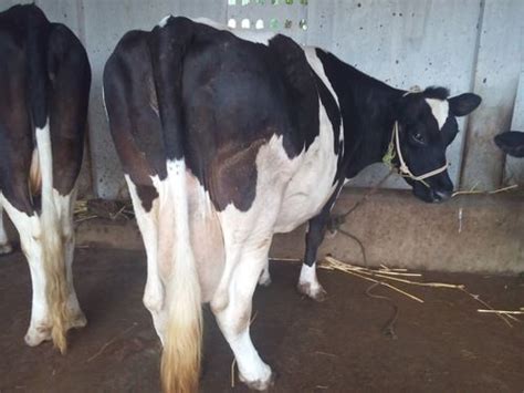 Holstein Friesian Cow Application: Q-manager Help In Maintaining ...