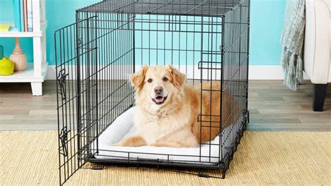 How to Crate Train your Dog | Veterinarian Advice