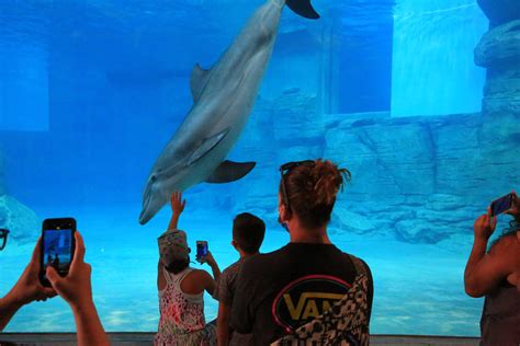 Clearwater Marine Aquarium opens new home for dolphins • St Pete Catalyst