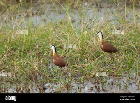 Pair Of African Jacanas In A Lagoon Stock Photo Alamy