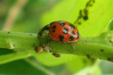 Unijuí Oferta Curso Sobre Controle Biológico Por Meio De Predadores E Parasitóides Unijuí