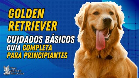 CUIDADOS BÁSICOS DEL GOLDEN RETRIEVER YouTube