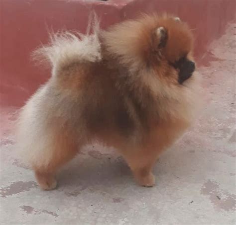 Criaderos De Pomerania En Mexico Pomeranias Mx Guadalajara