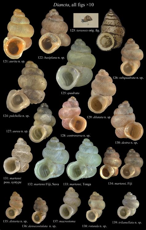 The Diplommatinidae Of Fiji A Hotspot Of Pacific Land Snail Biodiversity Caenogastropoda