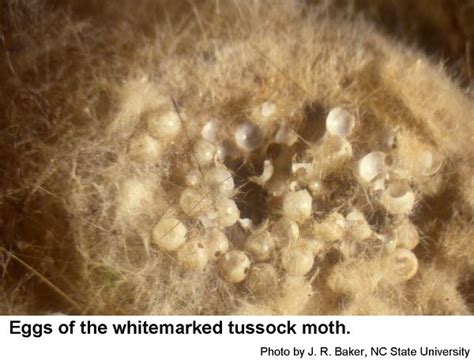 Whitemarked Tussock Moth | NC State Extension Publications