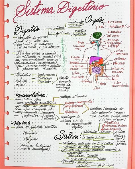 Resumão Sistema Digestório Sistemadigestorio Anatomiahumana Boca